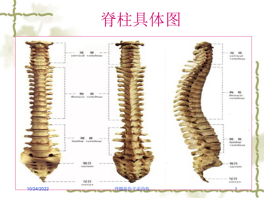 脊髓损伤平面的临培训课件.ppt_第1页