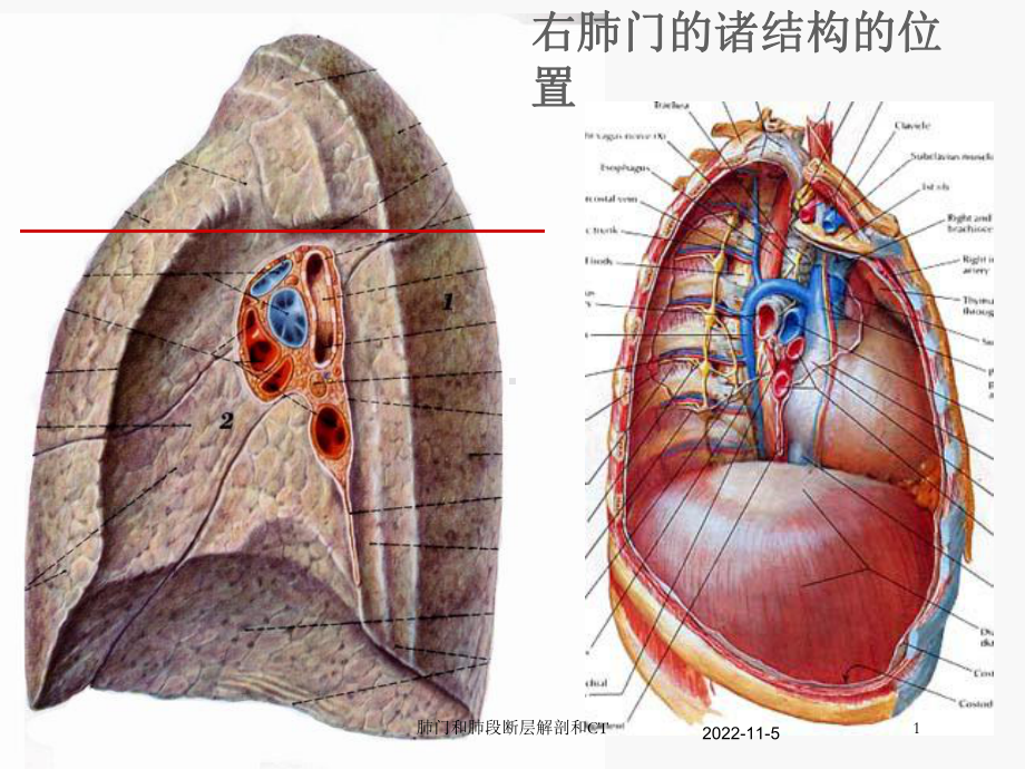 肺门和肺段断层解剖和CT培训课件.ppt_第1页