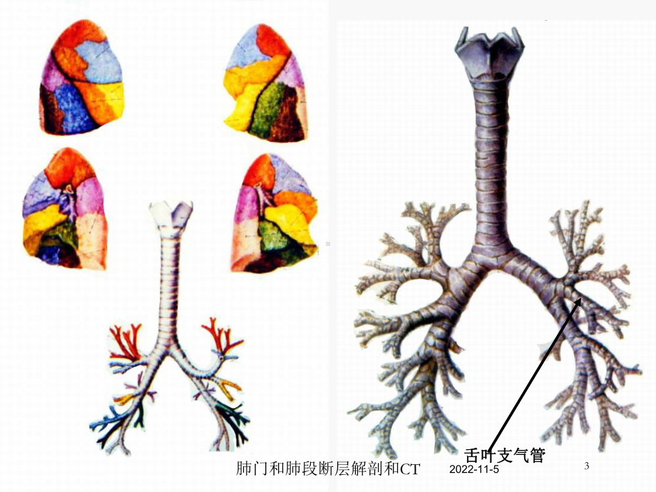 肺门和肺段断层解剖和CT培训课件.ppt_第3页