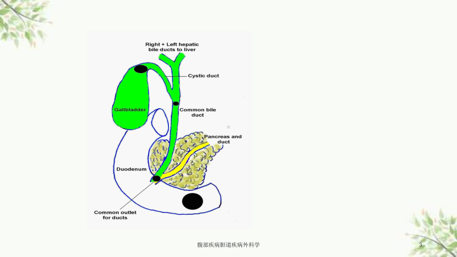 腹部疾病胆道疾病外科学课件.ppt_第3页