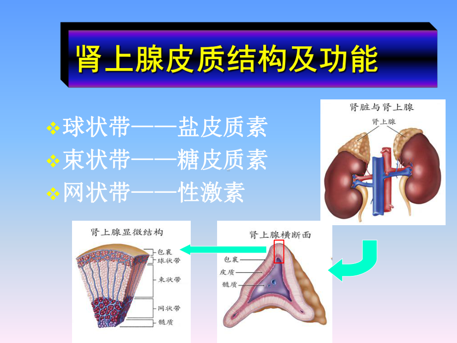 药理学-第27章-肾上腺皮质激素类药物课件.ppt_第3页