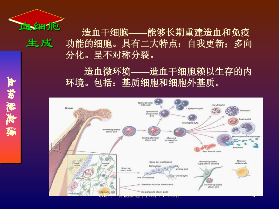 诊断学骨髓细胞学检测-课件.ppt_第3页