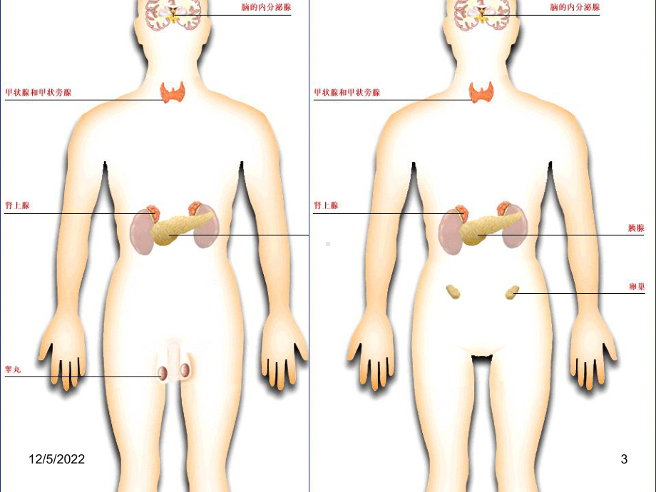 解剖生理内分泌课件.ppt_第3页