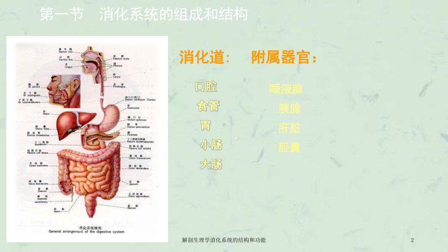 解剖生理学消化系统的结构和功能课件.ppt_第2页