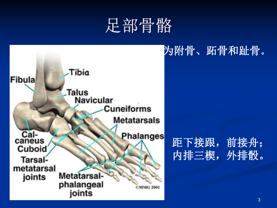 踝足解剖及功能解析课件.ppt_第3页