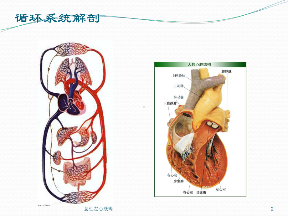 急性左心衰竭培训课件1.ppt_第2页