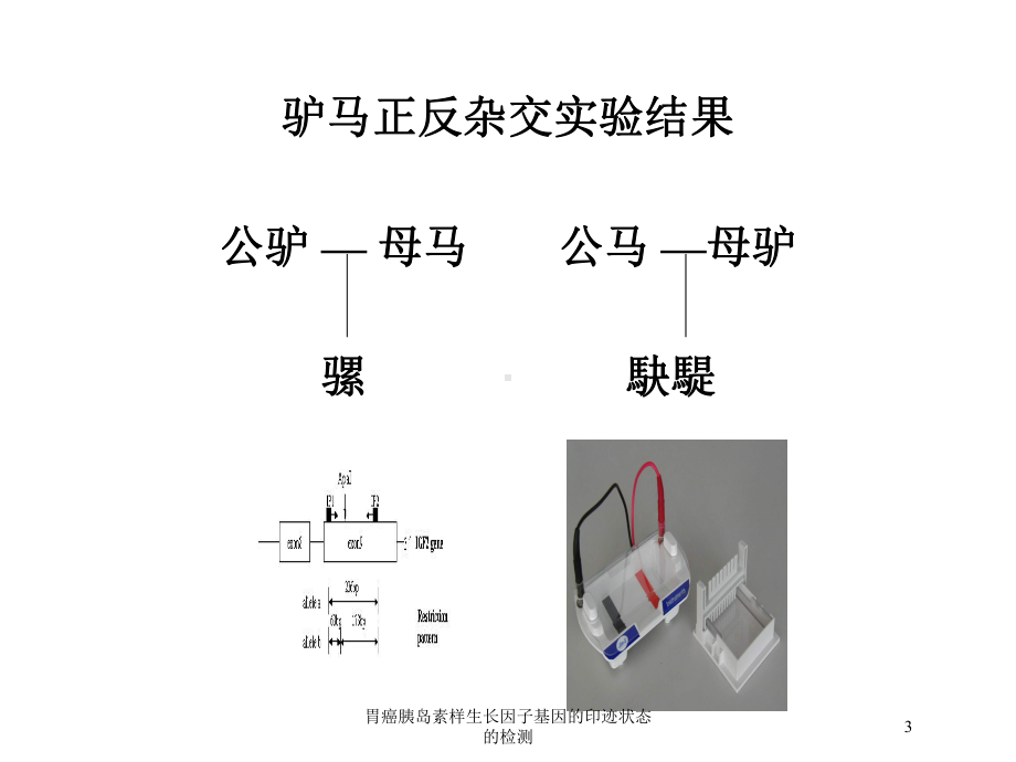 胃癌胰岛素样生长因子基因的印迹状态的检测培训课件.ppt_第3页