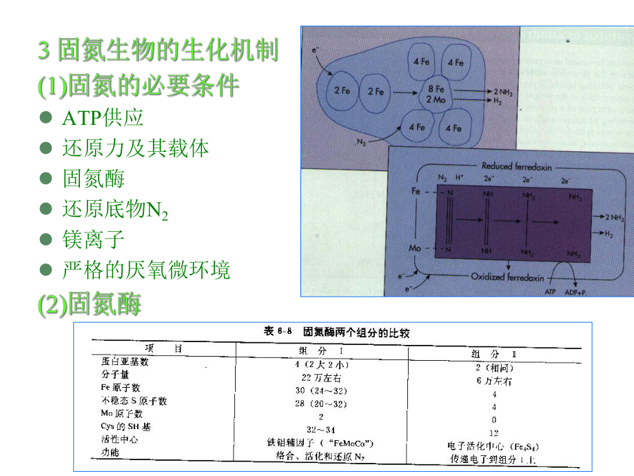 微生物的生长与控制-课件.ppt_第3页