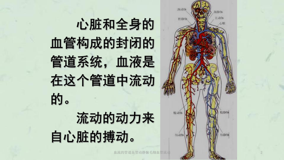 血流的管道血管动静脉毛细血管流动课件.ppt_第2页