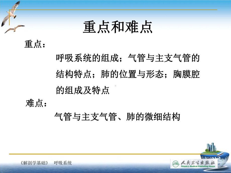 解剖学基础第四章-呼吸系统课件.ppt_第2页