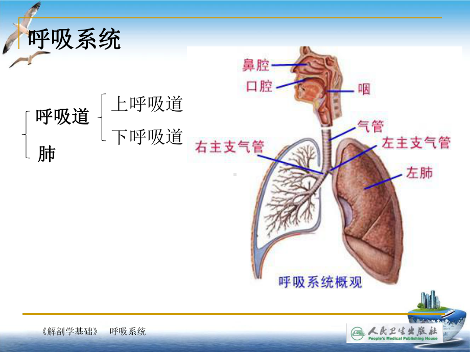 解剖学基础第四章-呼吸系统课件.ppt_第3页