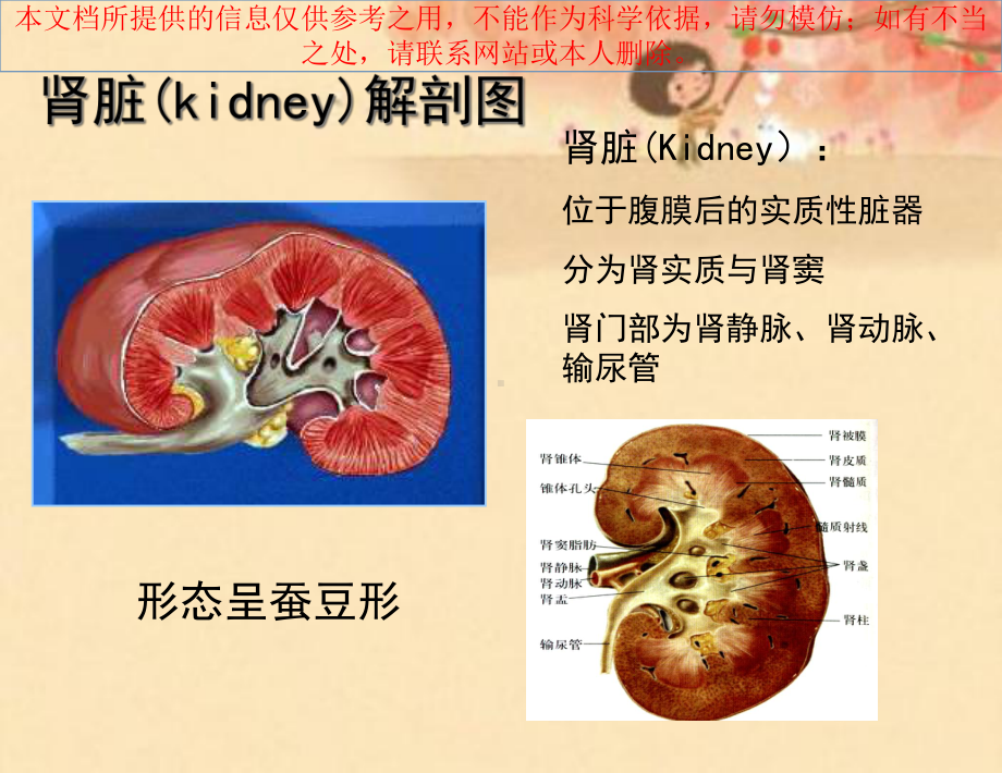 肾脏的超声检查培训课件.ppt_第1页