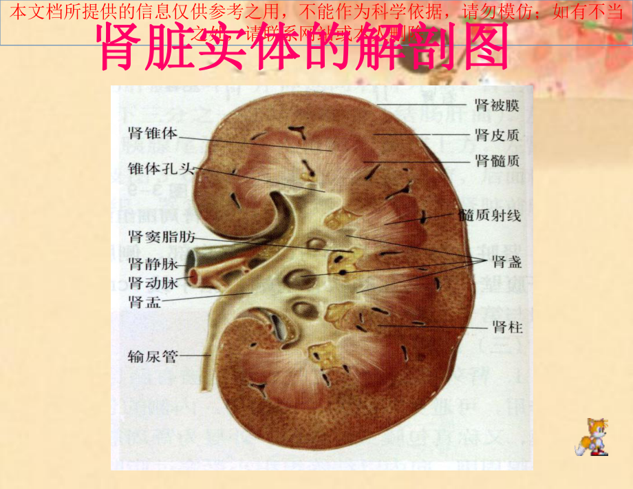 肾脏的超声检查培训课件.ppt_第3页