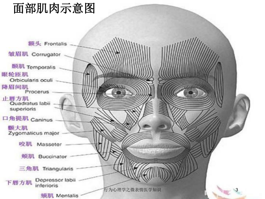 行为心理学之微表情医学知识培训课件.ppt_第3页