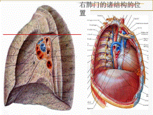 肺门和肺段断层解剖及CT培训课件.ppt