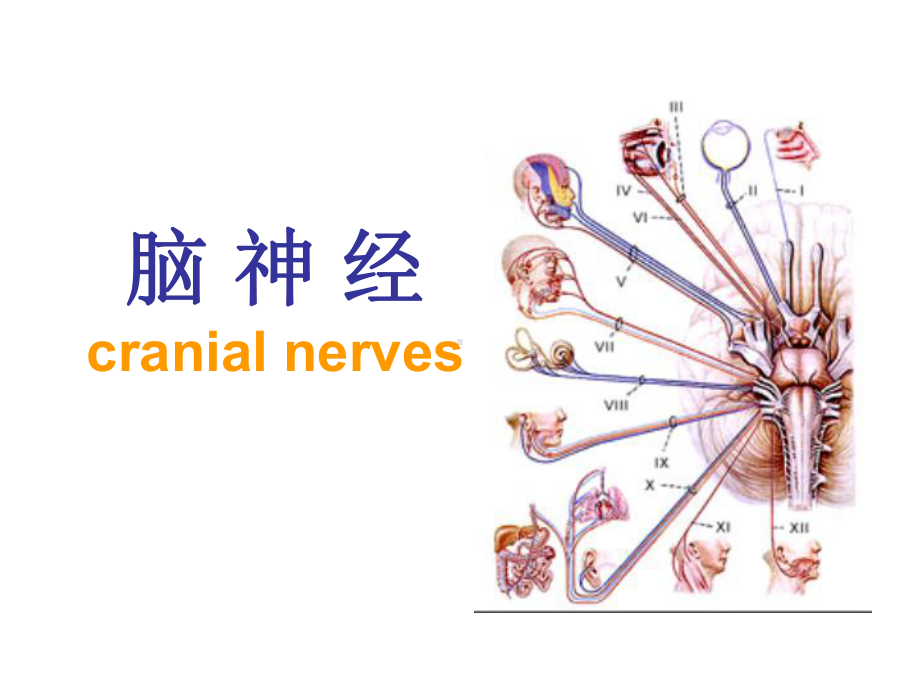 脑神经传导通路)课件.ppt_第1页