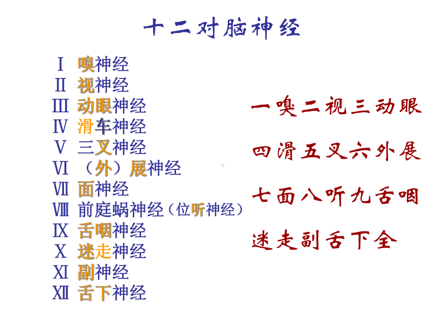 脑神经传导通路)课件.ppt_第2页