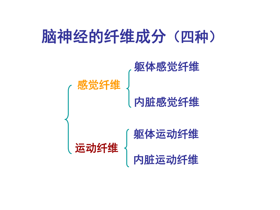 脑神经传导通路)课件.ppt_第3页