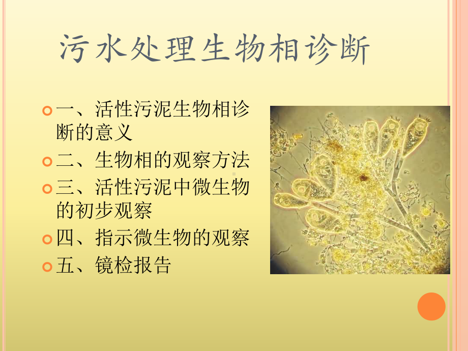 污水处理生物相诊断课件.ppt_第1页