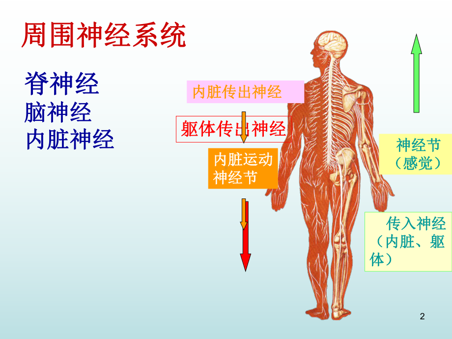 脊神经解剖医学课件.ppt_第2页