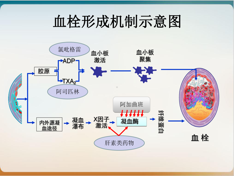 阿加曲班心内科精讲课件.ppt_第3页