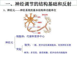 通过神经系统的调节专业知识讲解课件.ppt