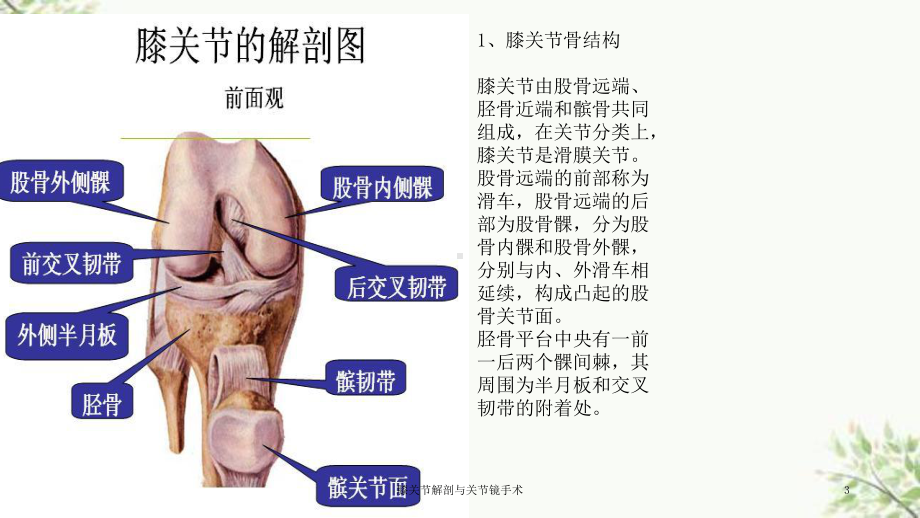 膝关节解剖与关节镜手术课件.ppt_第3页