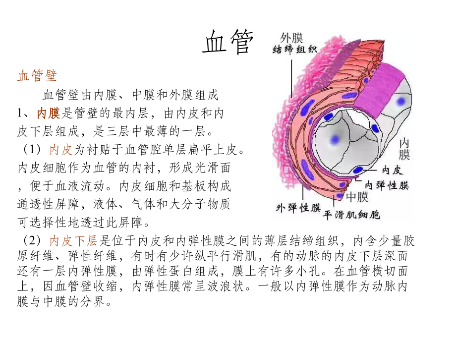 血管支架课件.ppt_第2页