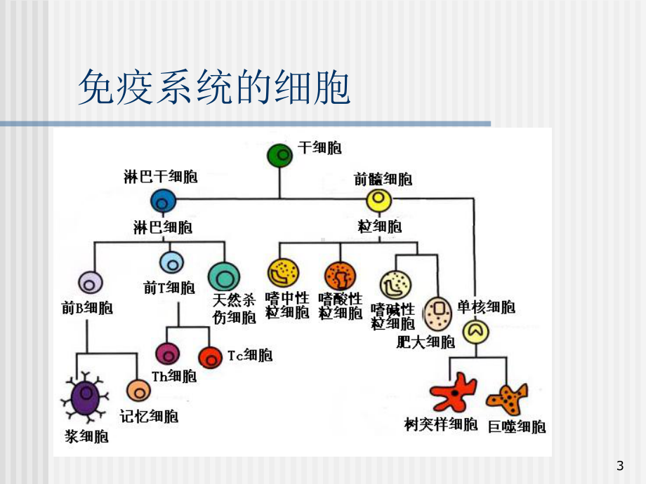 淋巴细胞亚群的临床应用课件.ppt_第3页