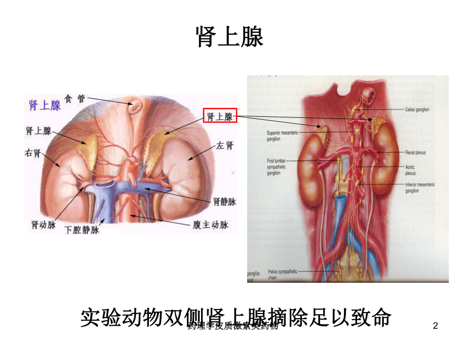 药理学皮质激素类药物培训课件.ppt_第2页