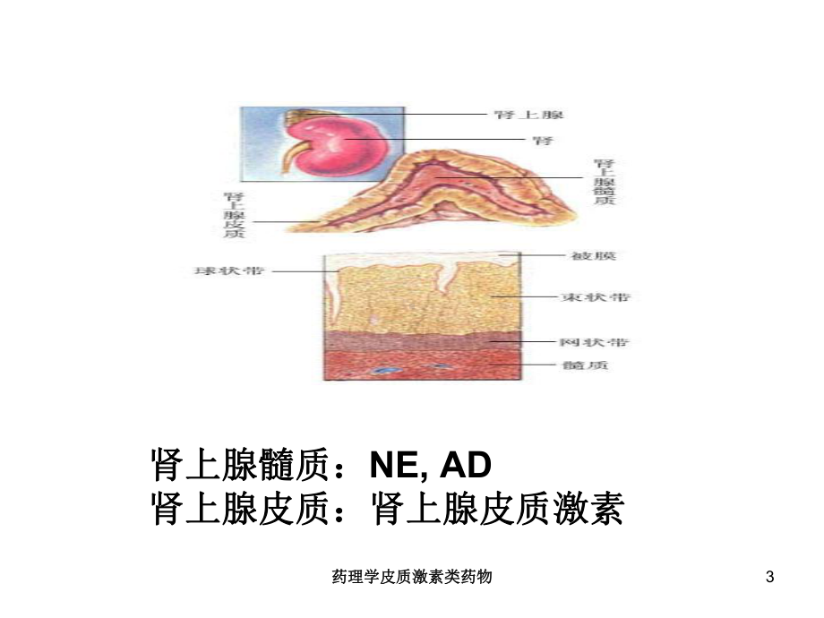 药理学皮质激素类药物培训课件.ppt_第3页