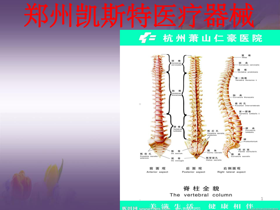 脊柱基础解剖学课件.ppt_第1页