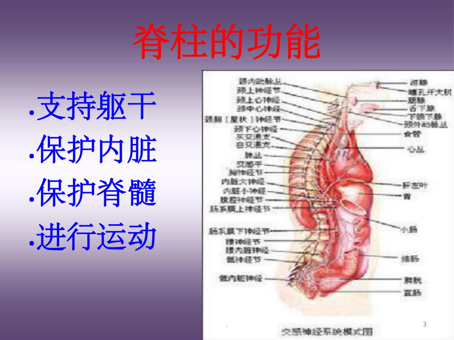 脊柱基础解剖学课件.ppt_第3页