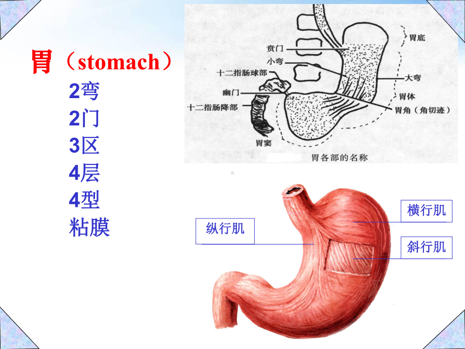 胃癌影像诊断-课件.ppt_第3页