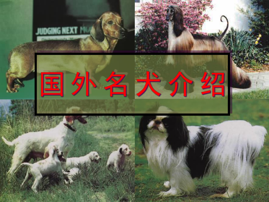 春宠物鉴赏-国外名犬介绍课件.ppt_第1页