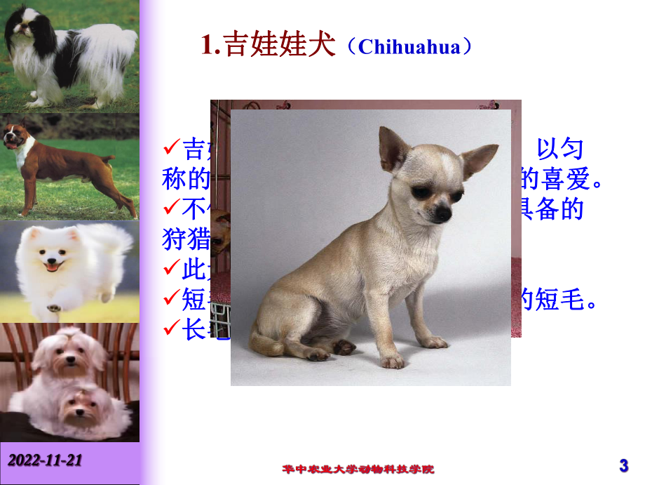 春宠物鉴赏-国外名犬介绍课件.ppt_第3页