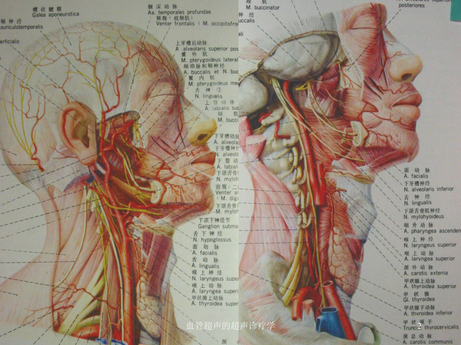 血管超声的超声诊疗学培训课件.ppt_第2页