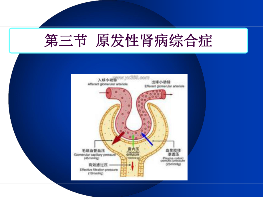 肾病综合症的护理课件-2.ppt_第2页