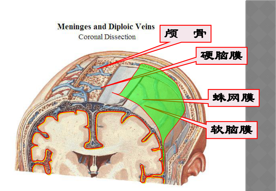 颅内压增高汇编课件.ppt_第3页