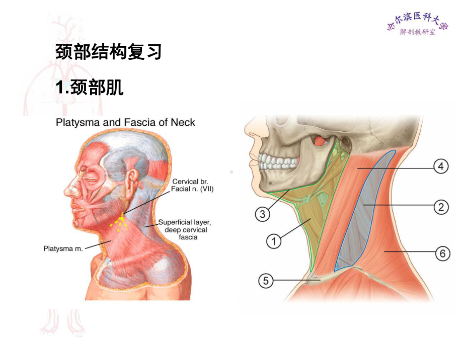 局部解剖学件颈部课件.ppt_第2页