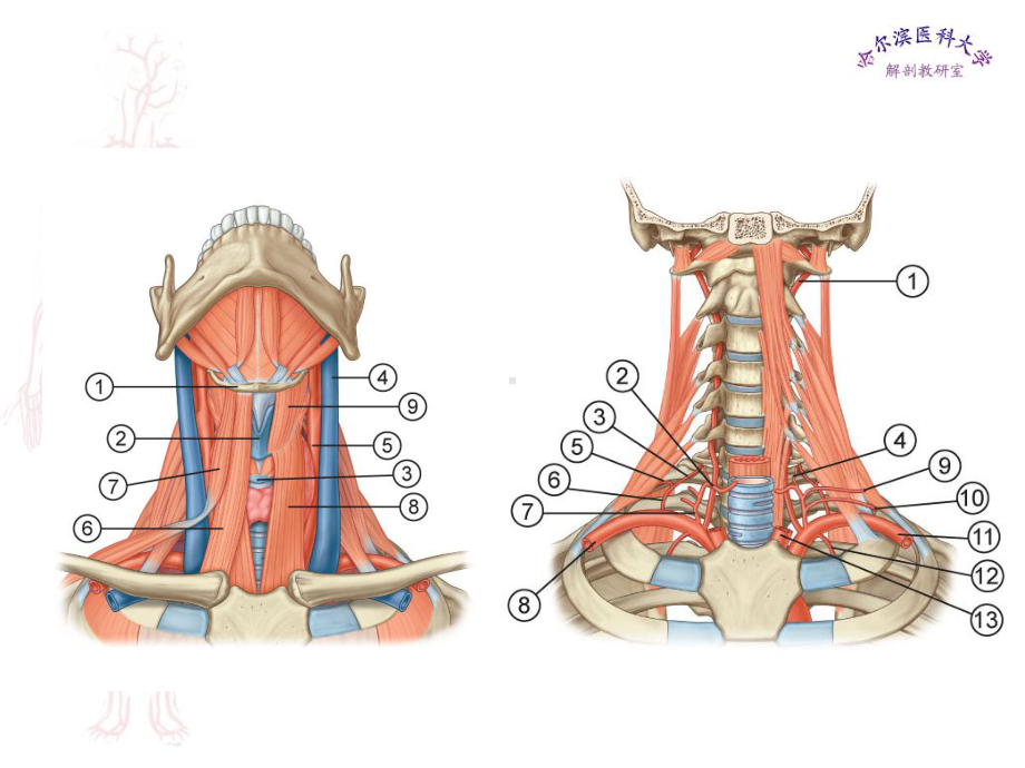 局部解剖学件颈部课件.ppt_第3页