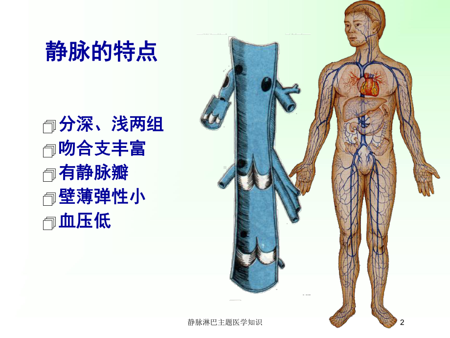 静脉淋巴主题医学知识培训课件.ppt_第2页