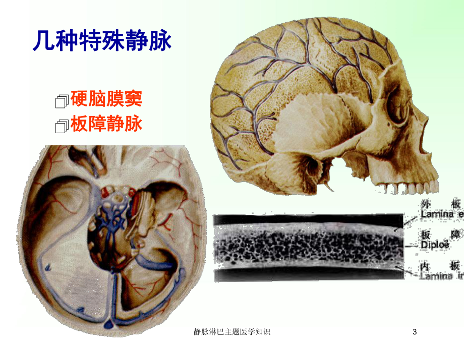 静脉淋巴主题医学知识培训课件.ppt_第3页