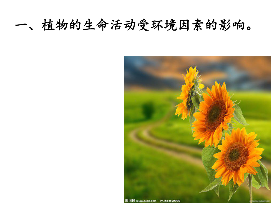 植物生命活动的调节(浙科版)课件.ppt_第2页