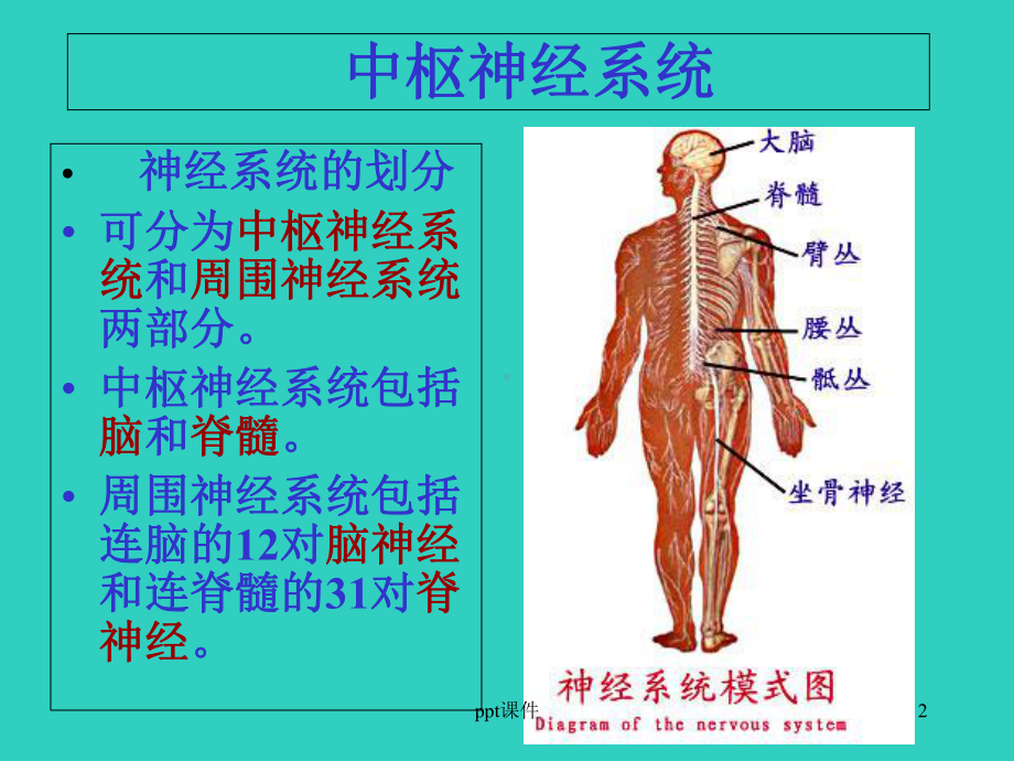 中枢神经系统-课件2.ppt_第2页