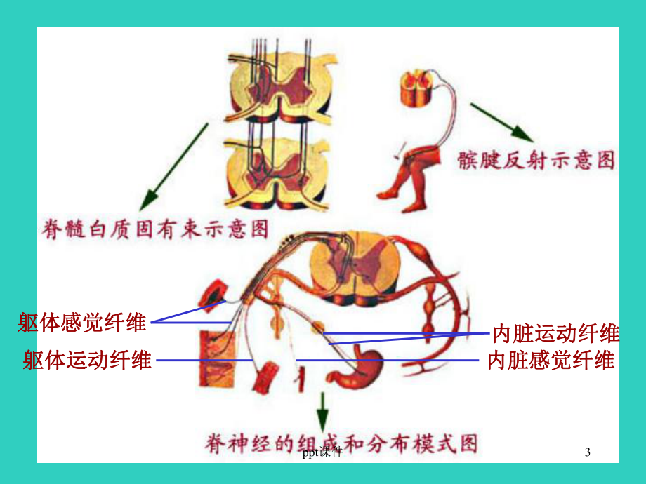 中枢神经系统-课件2.ppt_第3页