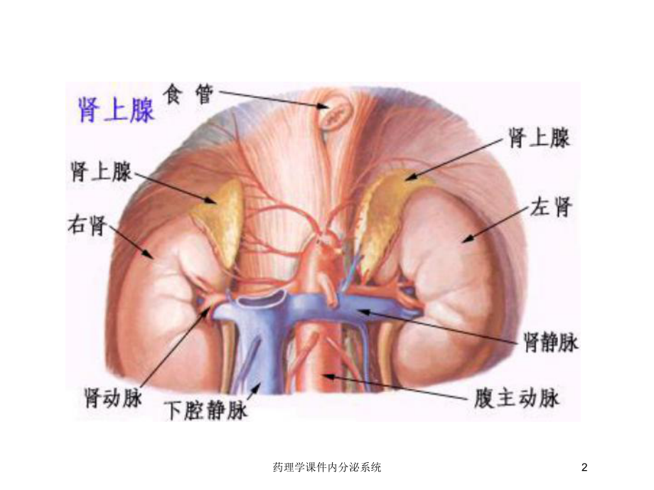 药理学课件内分泌系统培训课件.ppt_第2页