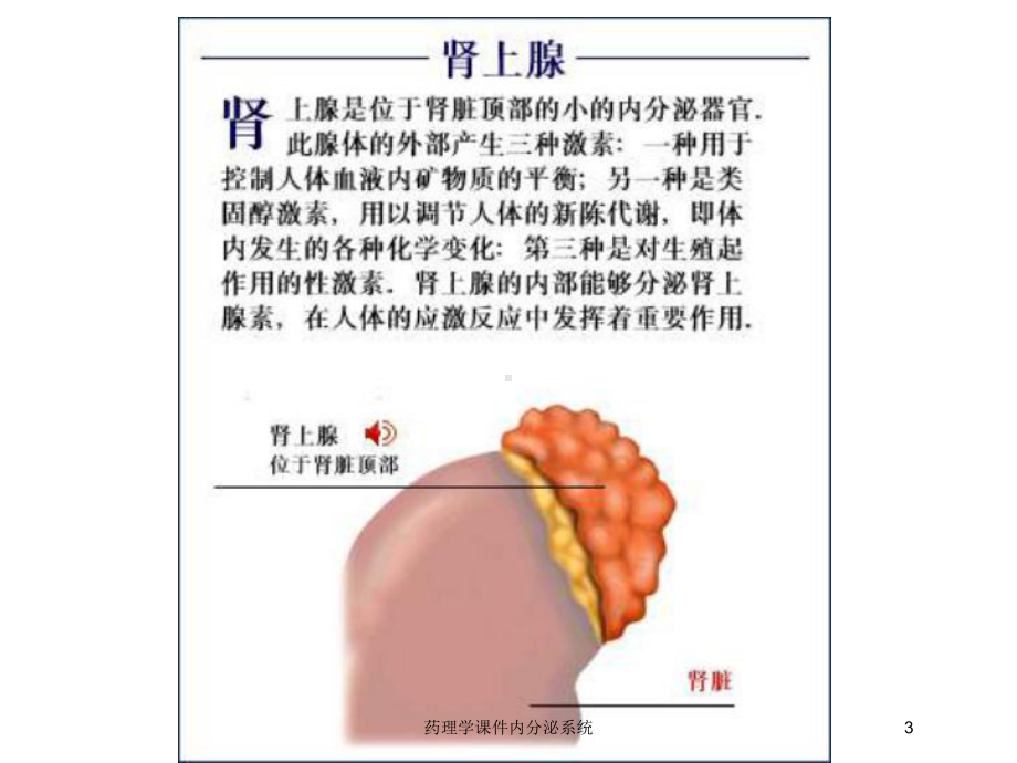 药理学课件内分泌系统培训课件.ppt_第3页