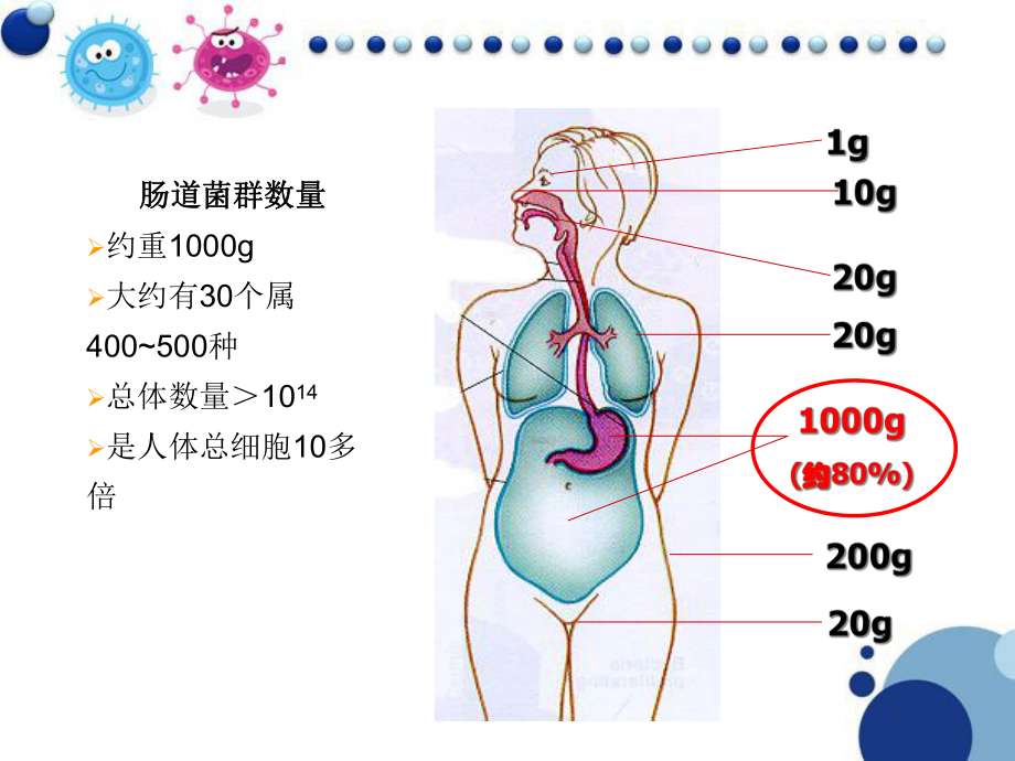 人体肠道菌群与健康总结课件.ppt_第3页