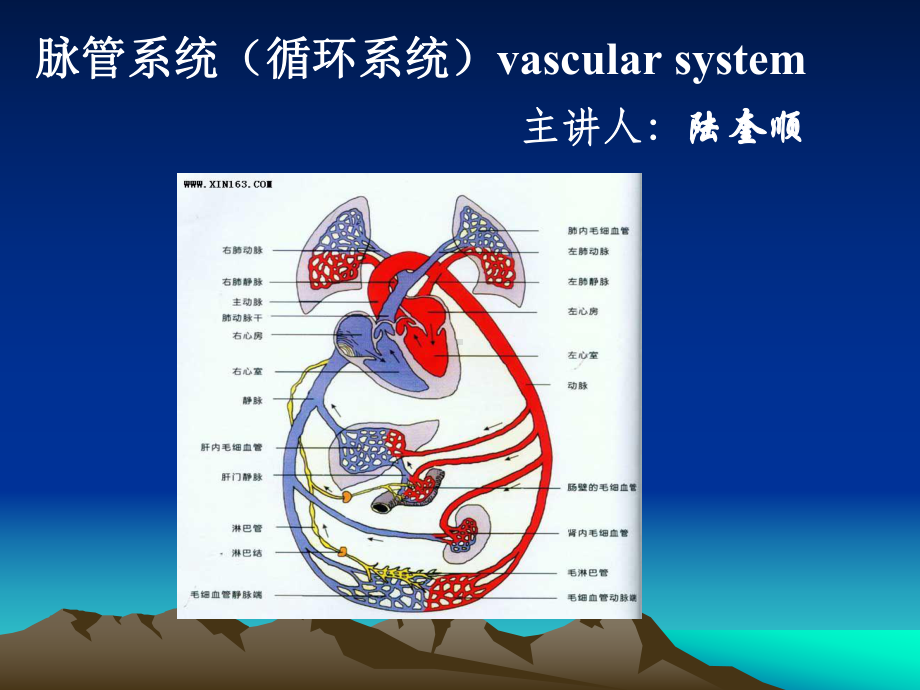 人体解剖学之脉管系统课件-2.ppt_第3页